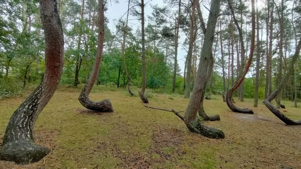 Crooked Forest-1