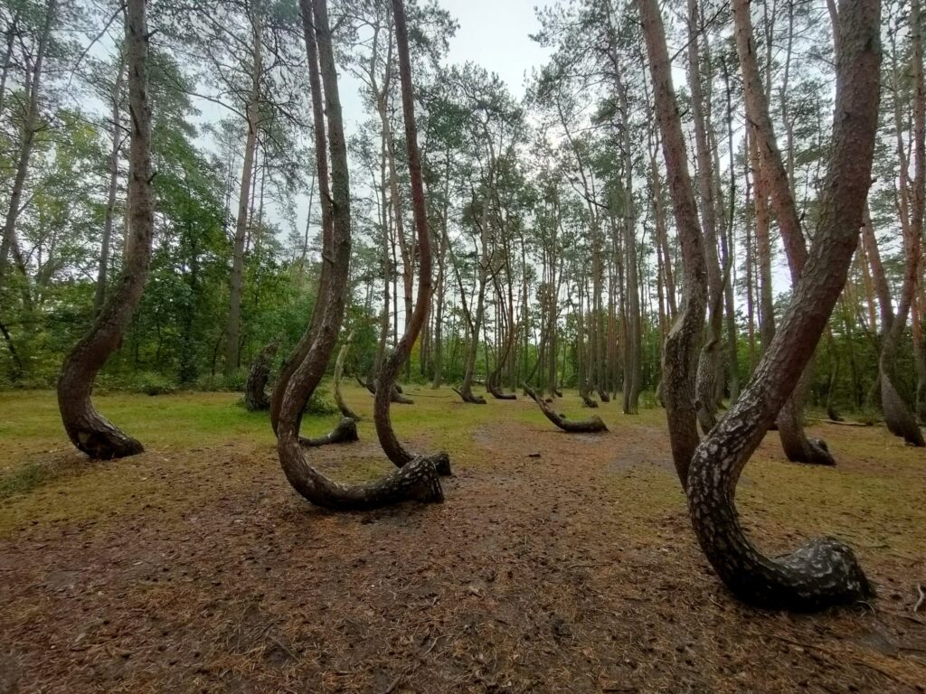 Crooked Forest-2