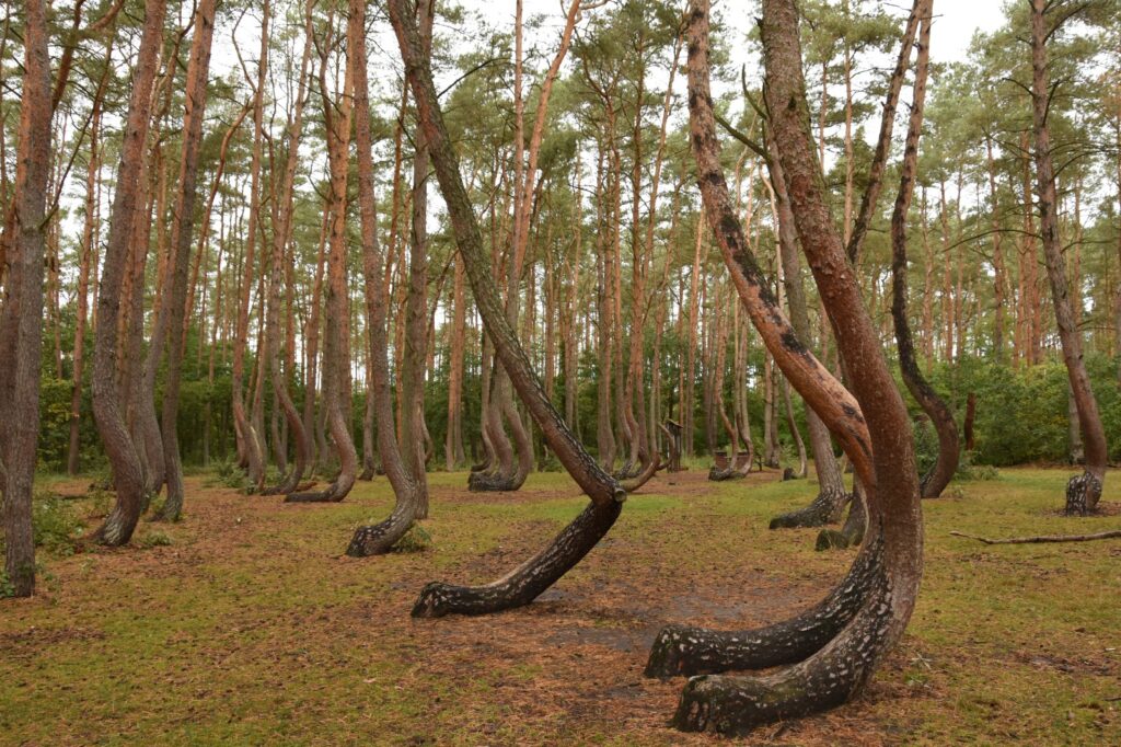 Crooked Forest-3