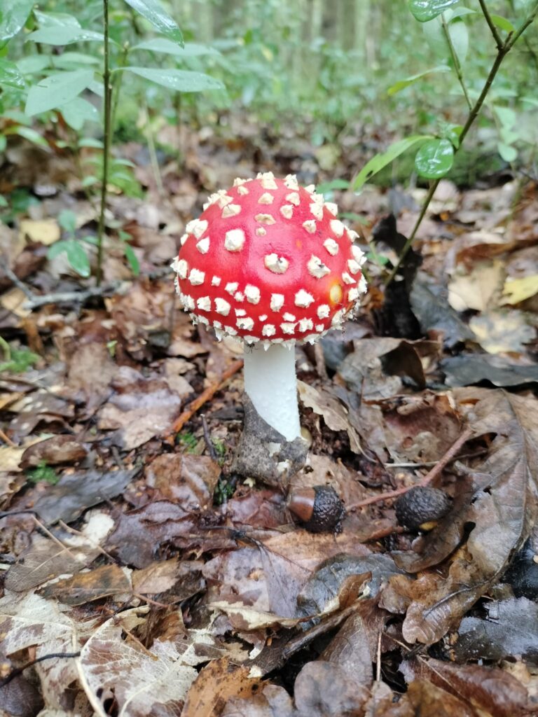 Rood met witte stippen