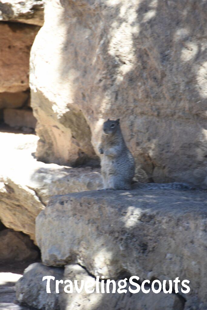 Squirrel at Grand Canyon