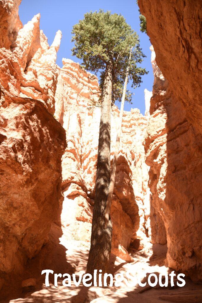 The Bryce Canyon pine