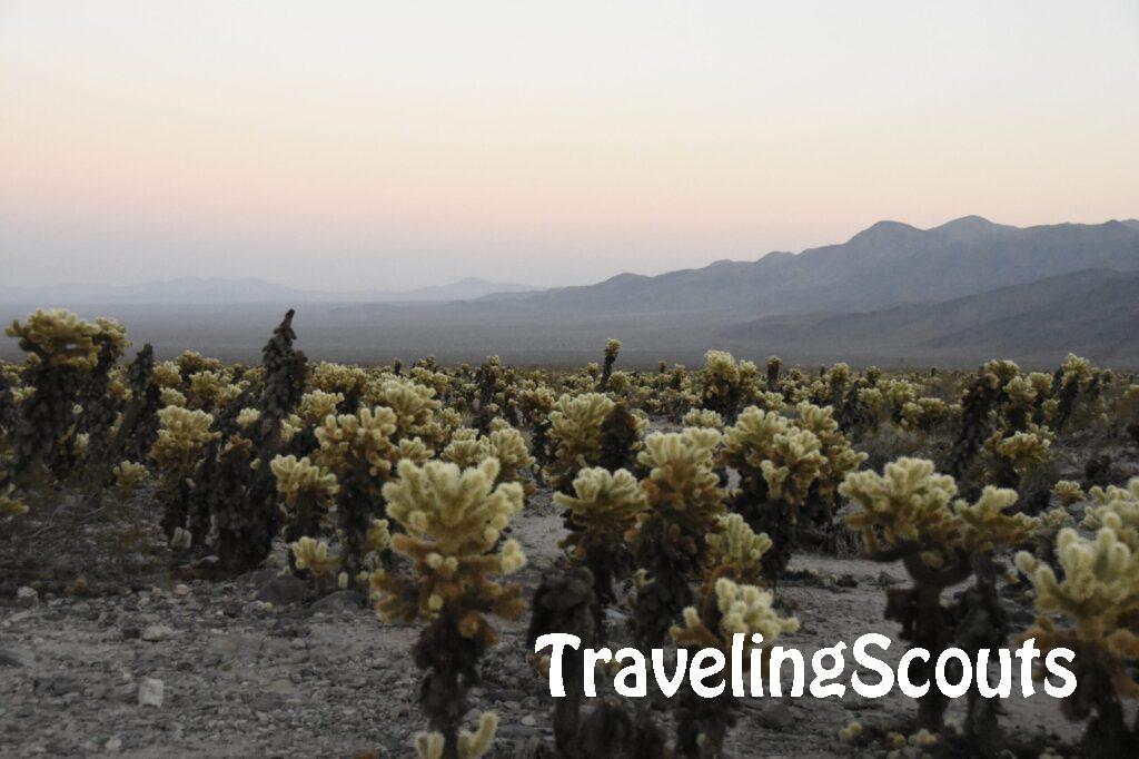 Cholla Cactus Garden