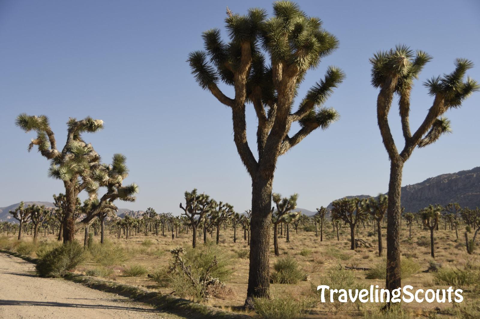 Joshua Tree