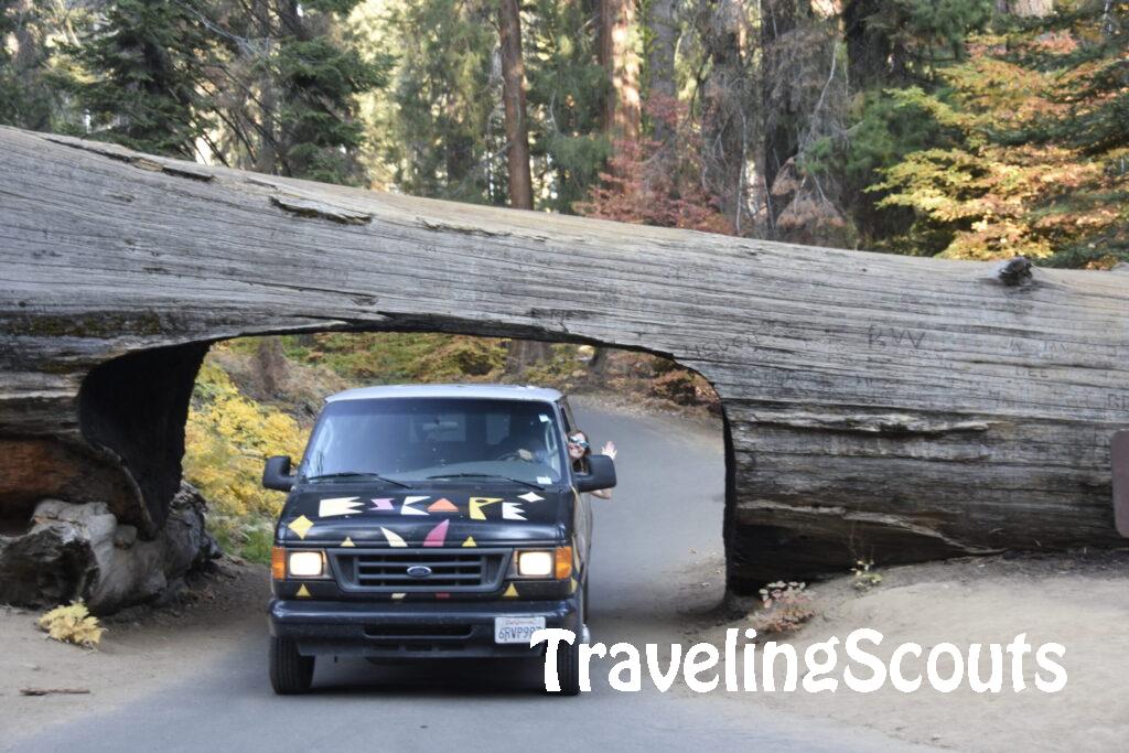 Sequoia Tunnel Log