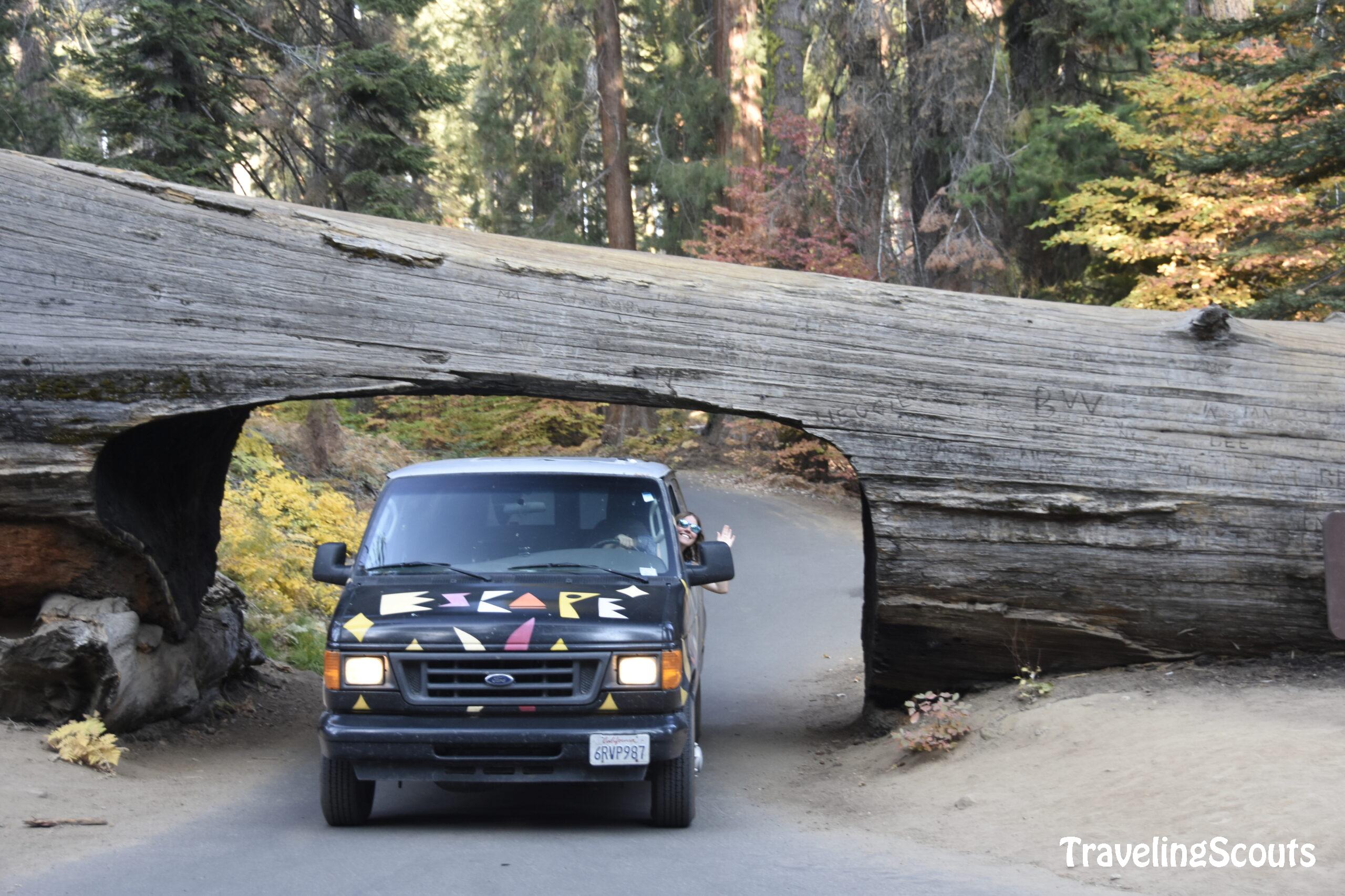 Sequoia Tunnel Log