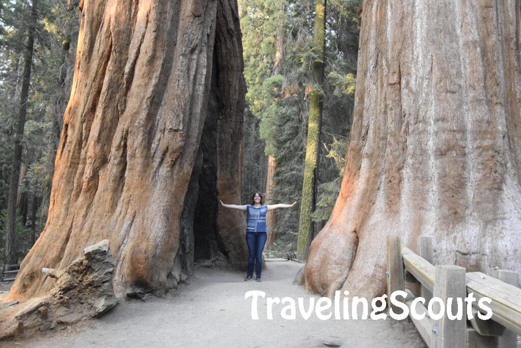 Tussen de Sequoia bomen