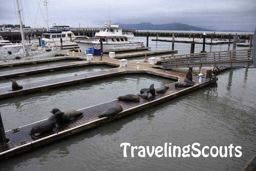 Zeeleeuwen op Pier 39