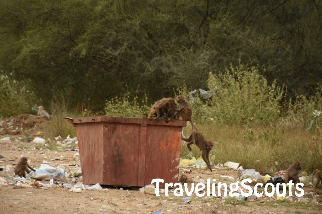 Apen in de vuilcontainer
